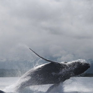 Corazón de ballena