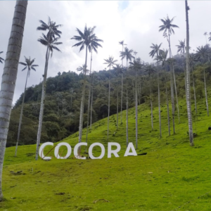 Descubriendo el Valle del Cocora