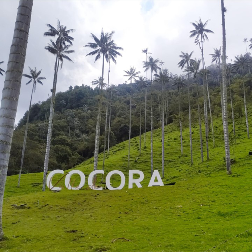 Descubriendo el Valle del Cocora